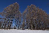 Królestwo zimy: fenomen śniegu i zmieniający się klimat Bielska-Białej