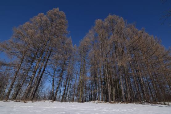 Coraz rzadsze zjawisko atmosferyczne: śnieg