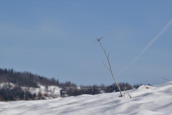 Coraz rzadsze zjawisko atmosferyczne: śnieg