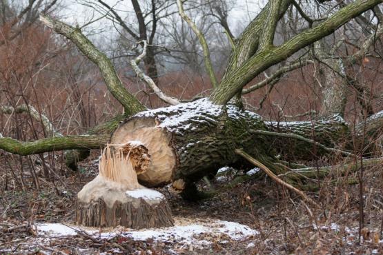 Coraz rzadsze zjawisko atmosferyczne: śnieg