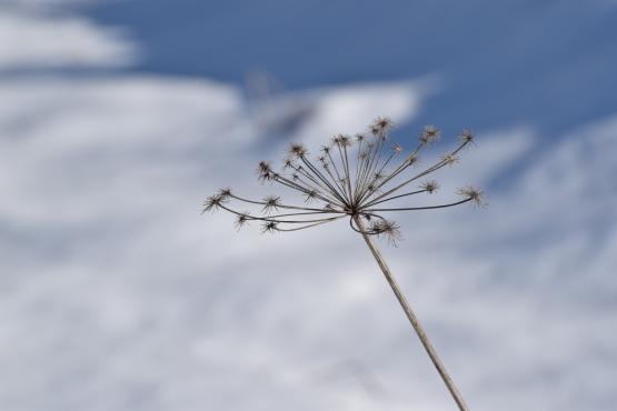 Coraz rzadsze zjawisko atmosferyczne: śnieg