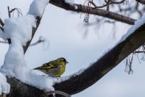 Królestwo zimy: fenomen śniegu i zmieniający się klimat Bielska-Białej