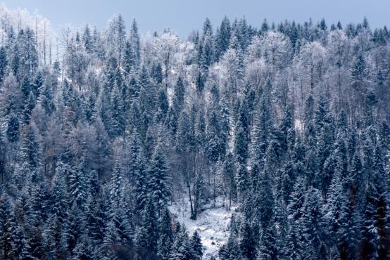 Coraz rzadsze zjawisko atmosferyczne: śnieg