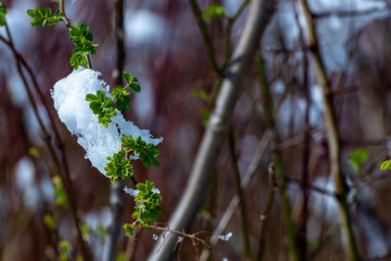 Coraz rzadsze zjawisko atmosferyczne: śnieg