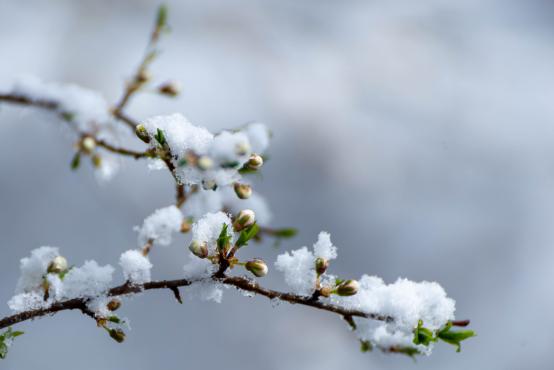 Coraz rzadsze zjawisko atmosferyczne: śnieg