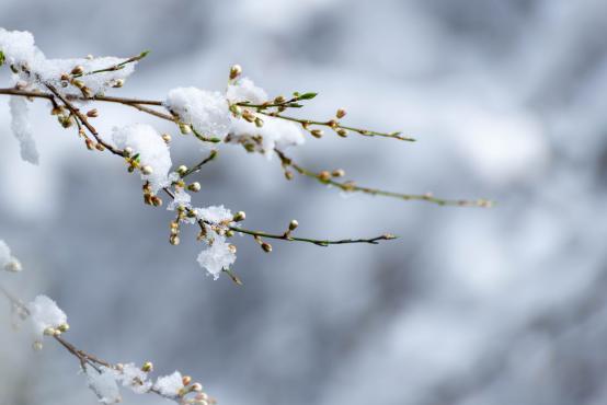 Coraz rzadsze zjawisko atmosferyczne: śnieg