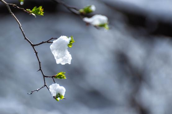 Coraz rzadsze zjawisko atmosferyczne: śnieg