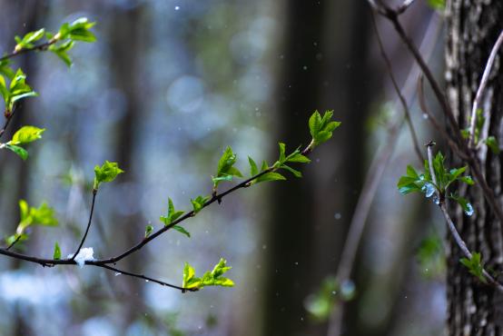 Coraz rzadsze zjawisko atmosferyczne: śnieg