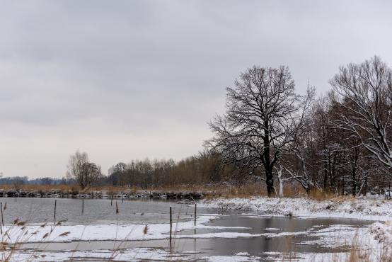 Nietypowy towarzysz wyprawy: karczownik ziemnowodny