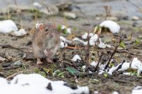 Nietypowy towarzysz wyprawy: Karczownik ziemnowodny i magia zimowej przyrody Nietypowy towarzysz wyprawy: Karczownik ziemnowodny i magia zimowej przyrody