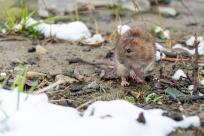 Nietypowy towarzysz wyprawy: Karczownik ziemnowodny i magia zimowej przyrody Nietypowy towarzysz wyprawy: Karczownik ziemnowodny i magia zimowej przyrody