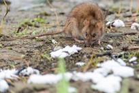 Nietypowy towarzysz wyprawy: Karczownik ziemnowodny i magia zimowej przyrody Nietypowy towarzysz wyprawy: Karczownik ziemnowodny i magia zimowej przyrody