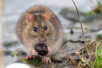 Nietypowy towarzysz wyprawy: Karczownik ziemnowodny i magia zimowej przyrody Nietypowy towarzysz wyprawy: Karczownik ziemnowodny i magia zimowej przyrody