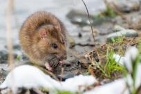 Nietypowy towarzysz wyprawy: Karczownik ziemnowodny i magia zimowej przyrody Nietypowy towarzysz wyprawy: Karczownik ziemnowodny i magia zimowej przyrody