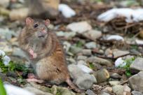 Nietypowy towarzysz wyprawy: Karczownik ziemnowodny i magia zimowej przyrody Nietypowy towarzysz wyprawy: Karczownik ziemnowodny i magia zimowej przyrody