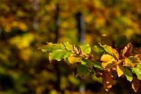 Różowe koniki polne z Koziej Góry: Niezwykła mutacja-erytryzm i magia beskidzkiej natury Różowe koniki polne z Koziej Góry: Niezwykła mutacja-erytryzm i magia beskidzkiej natury
