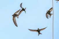 Jerzyk zwyczajny (Apus apus), podniebny akrobata i pożyteczny sąsiad 