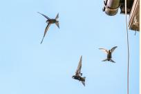 Jerzyk zwyczajny (Apus apus), podniebny akrobata i pożyteczny sąsiad 