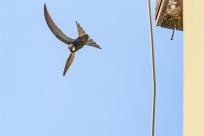 Jerzyk zwyczajny (Apus apus), podniebny akrobata i pożyteczny sąsiad 