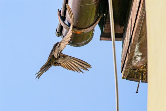Jerzyk zwyczajny Apus apus, podniebny akrobata i pożyteczny sąsiad 