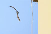 Jerzyk zwyczajny (Apus apus), podniebny akrobata i pożyteczny sąsiad 