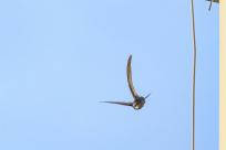 Jerzyk zwyczajny (Apus apus), podniebny akrobata i pożyteczny sąsiad 