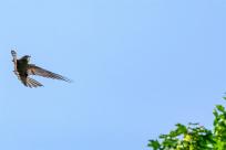 Jerzyk zwyczajny (Apus apus), podniebny akrobata i pożyteczny sąsiad 