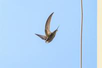 Jerzyk zwyczajny (Apus apus), podniebny akrobata i pożyteczny sąsiad 