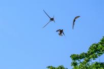 Jerzyk zwyczajny (Apus apus), podniebny akrobata i pożyteczny sąsiad 