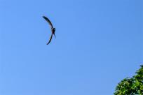 Jerzyk zwyczajny (Apus apus), podniebny akrobata i pożyteczny sąsiad 