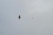 Jerzyk zwyczajny (Apus apus), podniebny akrobata i pożyteczny sąsiad 