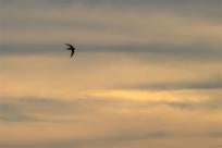 Jerzyk zwyczajny (Apus apus), podniebny akrobata i pożyteczny sąsiad 