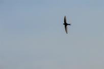 Jerzyk zwyczajny (Apus apus), podniebny akrobata i pożyteczny sąsiad 