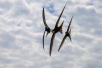 Jerzyk zwyczajny (Apus apus), podniebny akrobata i pożyteczny sąsiad 