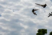 Jerzyk zwyczajny (Apus apus), podniebny akrobata i pożyteczny sąsiad 