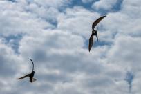 Jerzyk zwyczajny (Apus apus), podniebny akrobata i pożyteczny sąsiad 