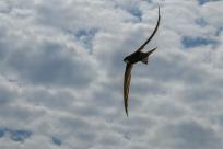 Jerzyk zwyczajny (Apus apus), podniebny akrobata i pożyteczny sąsiad 