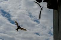 Jerzyk zwyczajny (Apus apus), podniebny akrobata i pożyteczny sąsiad 