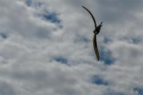 Jerzyk zwyczajny (Apus apus), podniebny akrobata i pożyteczny sąsiad 