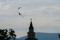 Jerzyk zwyczajny (Apus apus), podniebny akrobata i pożyteczny sąsiad 