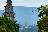 Jerzyk zwyczajny (Apus apus), podniebny akrobata i pożyteczny sąsiad 