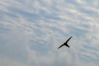 Jerzyk zwyczajny (Apus apus), podniebny akrobata i pożyteczny sąsiad 