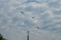 Jerzyk zwyczajny (Apus apus), podniebny akrobata i pożyteczny sąsiad 