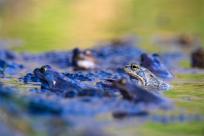 Bielskie Błonia: Poszukiwanie niebieskich żab, niezwykły spektakl natury