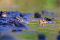 Bielskie Błonia: Poszukiwanie niebieskich żab, niezwykły spektakl natury