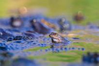Bielskie Błonia: Poszukiwanie niebieskich żab, niezwykły spektakl natury