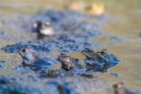 Bielskie Błonia: Poszukiwanie niebieskich żab, niezwykły spektakl natury