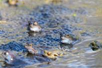 Bielskie Błonia: Poszukiwanie niebieskich żab, niezwykły spektakl natury
