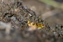 Bielskie Błonia: Poszukiwanie niebieskich żab, niezwykły spektakl natury