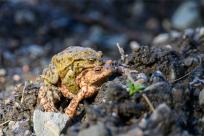 Bielskie Błonia: Poszukiwanie niebieskich żab, niezwykły spektakl natury